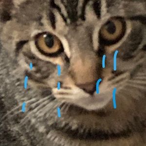 Meet your Posher, Victorio